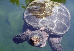 肌醇——魚、蝦飼料的能量補給站！