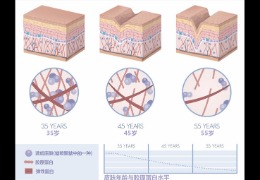 水潤(rùn)皮膚的秘密武器，乙酰殼糖胺和透明質(zhì)酸的甜蜜聯(lián)盟！